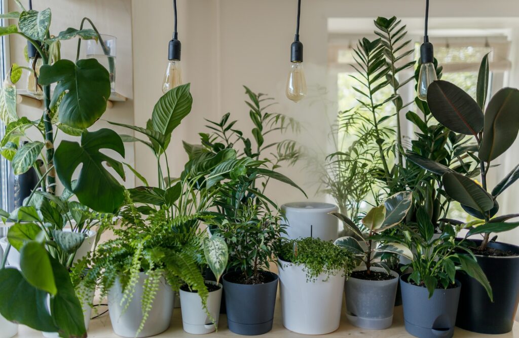 Best Time To Water Indoor Plants