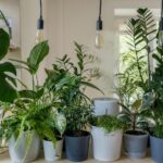 Best Time To Water Indoor Plants