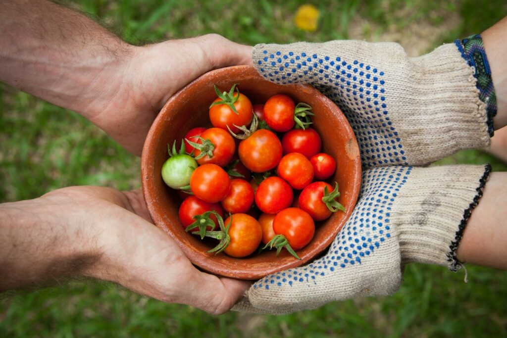 Photo The Beginner's Guide to Starting an Eco-Friendly Garden